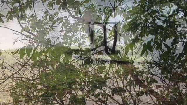 Страшные звери Бангкока. Bangkok. Chatuchak Park. смотреть онлайн