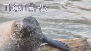 Русский для детей Какие животные живут в Антарктиде?