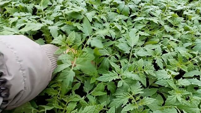 Томат детерминантный ПИНК БУШ F1 Sakata смотреть онлайн