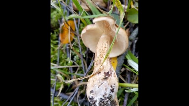 Рядовка жёлто-бурая (Tricholoma fulvum) и подберезовики. смотреть онлайн