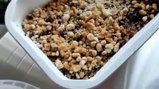 Фикус микрокарпа, выращивание из семян смотреть онлайн