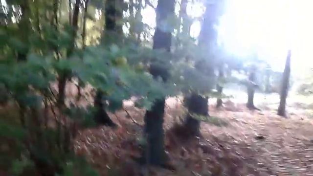 лесные пейзажи.собираем грибы.обратите внимание на 1.20 мин. смотреть онлайн