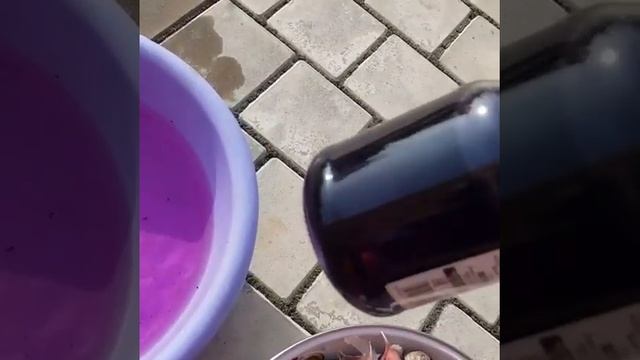 Подготовка чеснока к посадке, замачивание в марганцовке (Перманганат калия) смотреть онлайн