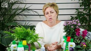 Как спасти комнатные растения? Необычные подкормки для цветов ? Подкормка сахаром