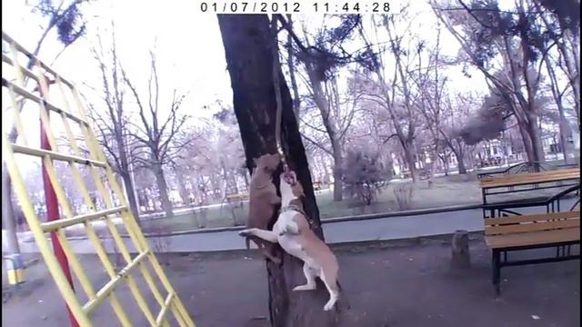Стафики смотреть онлайн