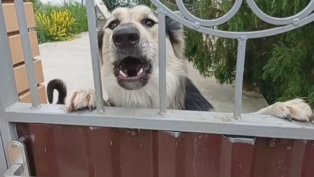 Соседские собаки облаяли)