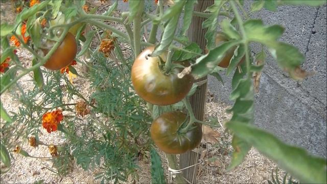 TOMATE : Noire De Crimée