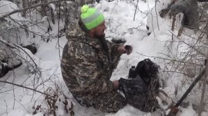 Охота на лося с лайками Удмуртского питомника