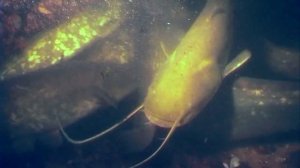 Запускаем Сома в пруд против лягушек и не только. Хищная рыба в своём пруду