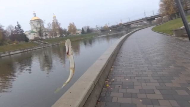 019 - Рыбалка с Gammarus-ом смотреть онлайн