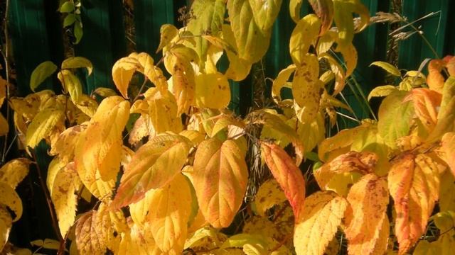 Кто сказал, что РЖАВЫЙ цвет некрасивый? Ржавая осень - осенний день в октябре и мой сад. смотреть онлайн