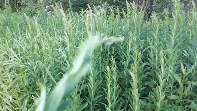 ИВАН ЧАЙ - ЛАКОМСТВО для больших и маленьких свиней смотреть онлайн