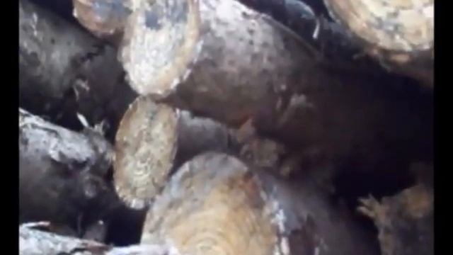 Hermine (Mustela erminea) смотреть онлайн