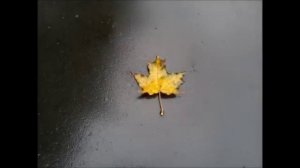 Дивна Любоевич - Anastaseos