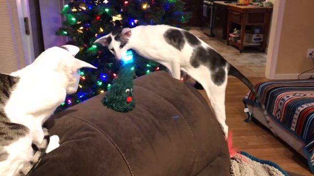 The cats check out a singing christmas tree! смотреть онлайн