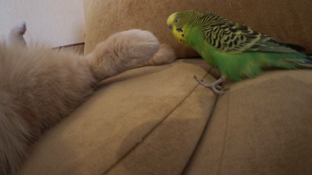 Кот и говорящий попугай друзья. Смешные животные. смотреть онлайн