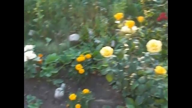 Summer happy #1 Бархатцы и розы смотреть онлайн