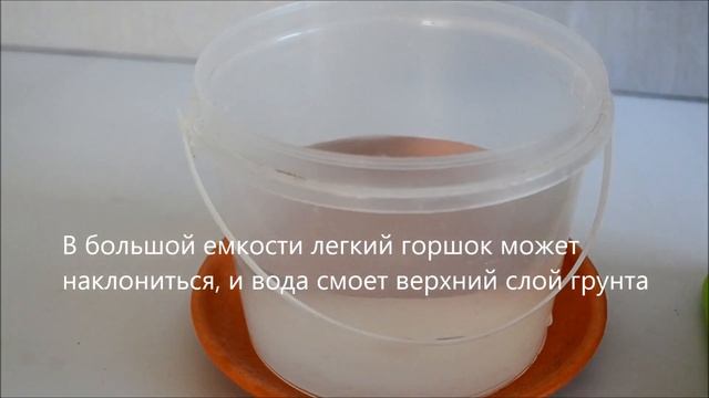 Как поливать орхидею смотреть онлайн