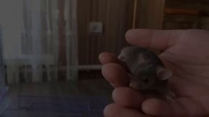 ДАЙ ИМЯ МЫШКЕ! КОТ МАЛЫШ и КОШЕЧКА МУРКА и МОЙ НОВЫЙ ПИТОМЕЦ! СМЕШНАЯ РЕАКЦИЯ ЙОРКА ПУПСИ!