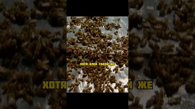 1000 пчел Поднимают Ноутбук #мифы #разрушители смотреть онлайн