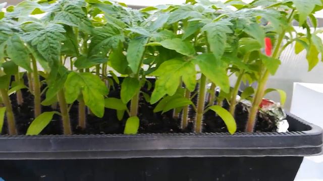 #рассада огурцов. 26 апреля. смотреть онлайн