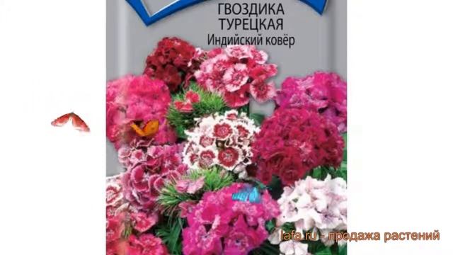 Гвоздика турецкий Турецкая Индийский ковер ? обзор: как сажать, семена гвоздики смотреть онлайн