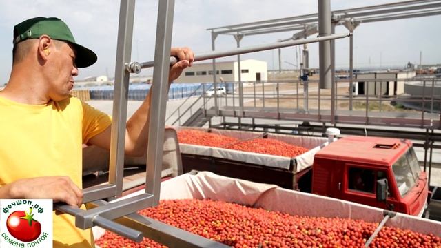 Если внутри томата проросли семена. Как быть? смотреть онлайн