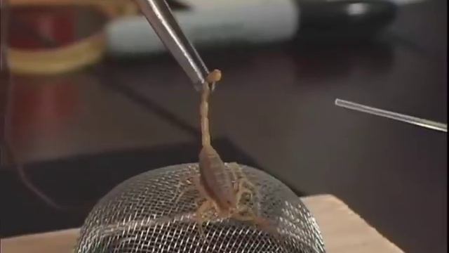 Scorpion Milking смотреть онлайн