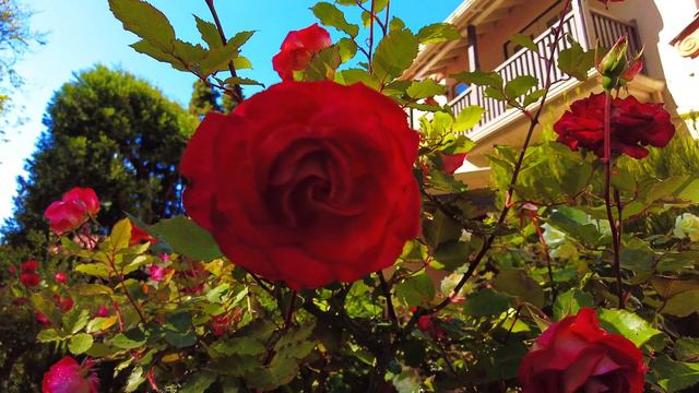 Study/Relaxation Music Hydrangea Rose 10 minutes 4K #focus #relaxation #spa смотреть онлайн