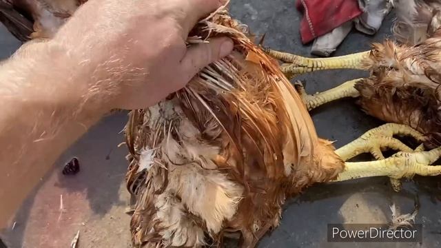 СЕПАРИРОВАЛ СЫВОРОТКУ// ПАХТАЛ МАСЛО// ЩИПАЮ КУР// СВАРИЛ СЫР смотреть онлайн