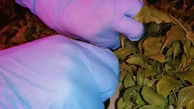 Срезка рукколы смотреть онлайн