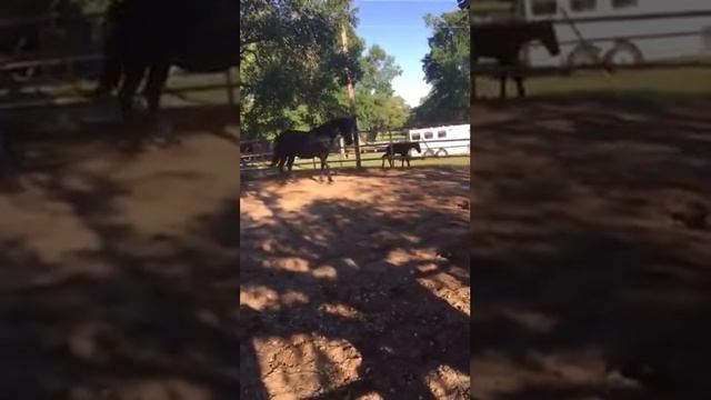 Лошадь убила коня !!! смотреть онлайн