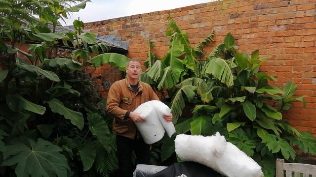 MUSA BASJOO | Hardy Japanese Green Banana | WINTER PROTECTION | UK Tropical Garden смотреть онлайн