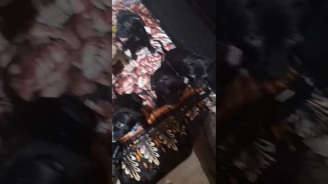 Ужин щенков, натуральное питание смотреть онлайн