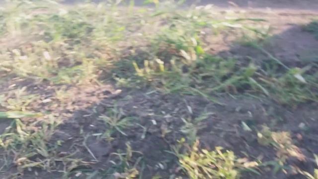 Рось 2.кукуруза на корм.поле 8.1. смотреть онлайн