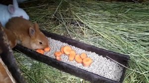 САМЫЙ ЛУЧШИЙ КОРМ ДЛЯ МАЛЕНЬКИХ КРОЛИКОВ!!!