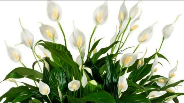 Цветок женское счастье Спатифиллум — приметы и суеверия смотреть онлайн