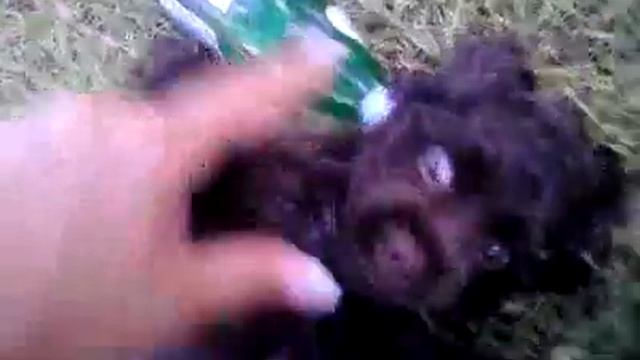 chocolate cocker spaniel puppy akc смотреть онлайн