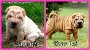 Как Выглядят Щенки Собак Разных Пород \ DOGS AS PUPPIES