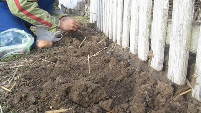 Выращивание лука на семена. Свои семена лука смотреть онлайн