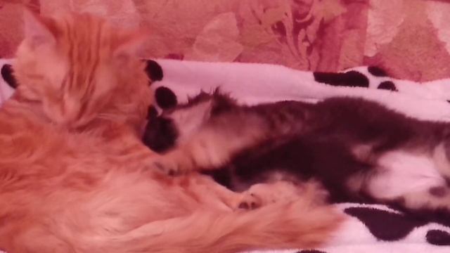 просто кот решил помыть собаку ( ╹▽╹ ) смотреть онлайн