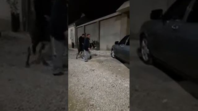 Прогулка верхом на осле смотреть онлайн