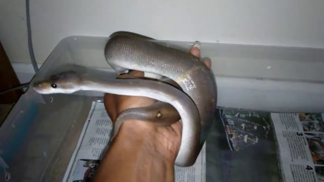 Super Cinnamon Ball Python Update смотреть онлайн