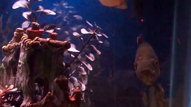 Awsome Flame Oscar- Bloodworms 2 смотреть онлайн