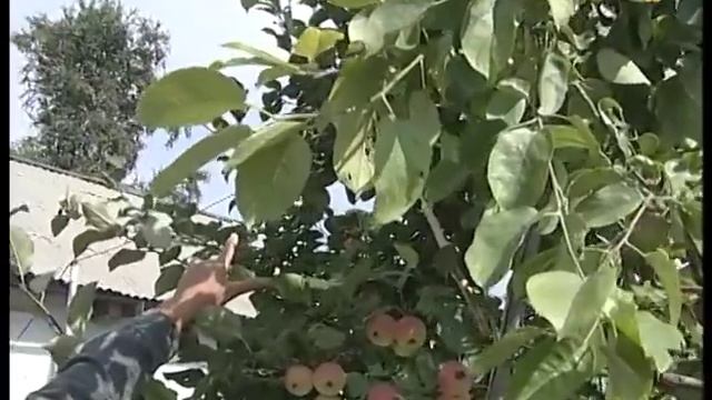 Яблони для Сибири смотреть онлайн