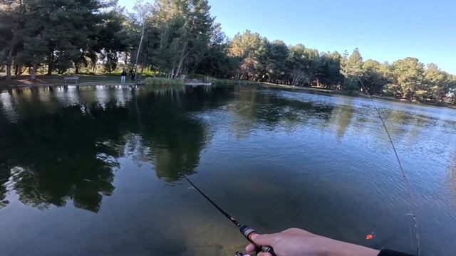 Insane Trout Action at Yorba Linda Regional Park смотреть онлайн