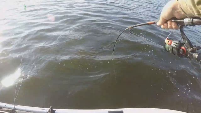 КАК ПОЙМАТЬ СОМА НА КВОК С ПРИМАНКОЙ ДЕНДРОБЕНА. смотреть онлайн