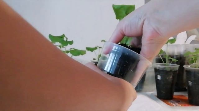 Почему скручиваются листья у пеларгонии? Ищу причину. смотреть онлайн