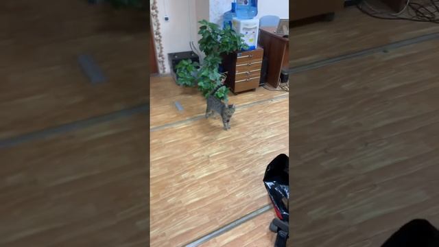 Гости на работе смотреть онлайн