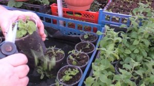 как лучше сохранить вегетативную петунию зимой без потерь